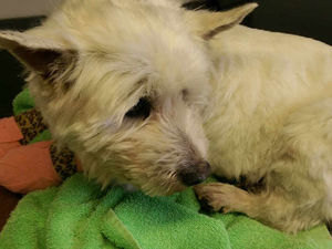 Supporting image for story: Dog suffers serious injuries after being dragged behind car