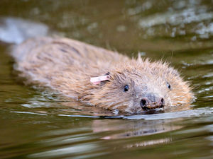 Supporting image for story: Is it a beaver?: Internet-dividing wildlife video shot in Wolverhampton is finally debunked