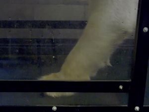 Supporting image for story: Watch: Polar bear walks on treadmill for science and conservation