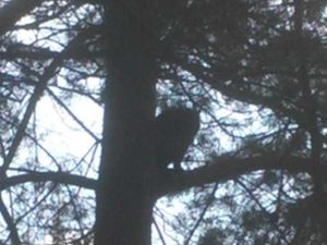 Supporting image for story: Budding stars wanted for Cannock Chase ‘beast’ film