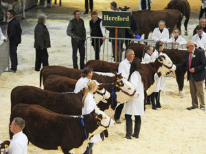 Supporting image for story: Staffordshire County Show moo-ves to introduce video judging of cows