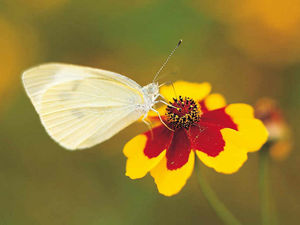 Supporting image for story: Best of Peter Rhodes - August 1