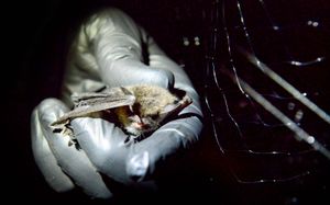 They aren't as menacing as they seem