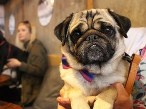 Supporting image for story: Making a dog’s life a loving experience