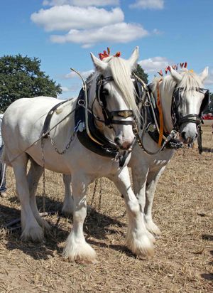 Shire Horses
