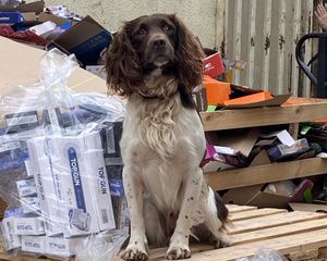 Sniffer dog Griff was part of the team which uncovered the illicit haul