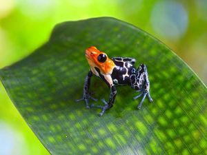 Supporting image for story: Scientists have worked out how deadly toxic frogs don’t poison themselves