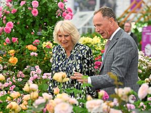 Supporting image for story: Shropshire's famous David Austin Roses scoops yet another Chelsea gold