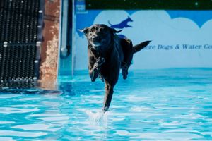 Midland Game Fair at Weston Park