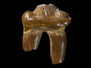 Supporting image for story: Ancient tooth points to the existence of earless seals three million years ago