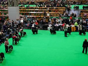 Crufts Dog Show