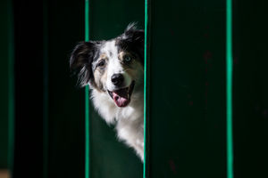 Pyper the Boarder Collie from Manchester at last year's Crufts