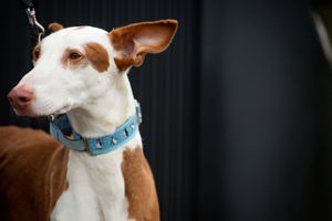 An Ibizan hound at the Birmingham National Exhibition Centre (NEC) for the third day of the Crufts Dog Show. PA Photo. Issue date: Saturday March 7, 2020. See PA story ANIMALS Crufts. Photo credit should read: Jacob King/PA Wire.