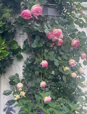 Roses in Embeth Jean Davidtz's garden