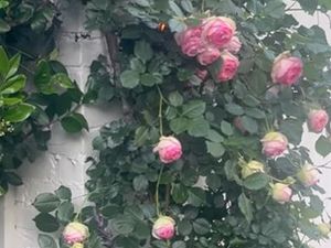 Roses in Embeth Jean Davidtz's garden