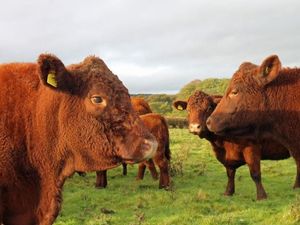 Supporting image for story: Shropshire farmer reaps rewards of saving beef herd at auction