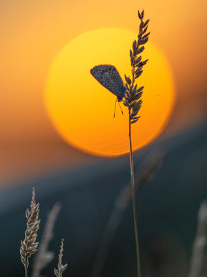 Common blue butterfly on the Stiperstones