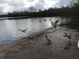 A swan and five ducks were returned to Bumble Hole lake in Dudley, after the oil spill in December