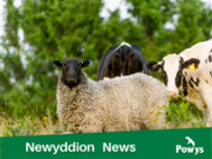 Supporting image for story: A warrant without bail has been issued for a Montgomeryshire farmer accused of six offences
