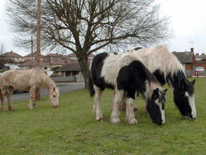 Supporting image for story: Councils team up to tackle stray horses