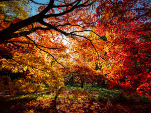 Supporting image for story: Shropshire forests could be set for burst of autumn colour after heavy rain