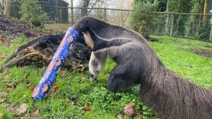 One of the zoo's giant anteaters inspecting his gift