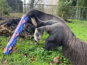 Supporting image for story: Adorable animals at Dudley Zoo make the 'nice list' as they enjoy Christmas gifts