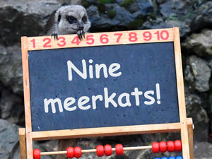 Supporting image for story: Dudley Zoo keepers count all creatures great and small in annual stocktake