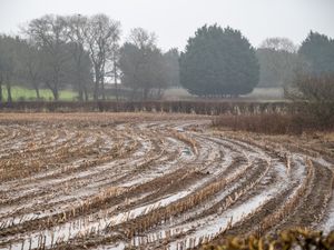 Supporting image for story: NFU adviser fears Shropshire farmers at 'end of tether' over heavy rainfall 