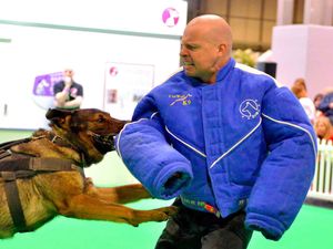 Supporting image for story: Crufts 2019: Work dogs on show at Birmingham NEC