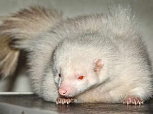 Supporting image for story: Albino skunk causes a whiff for rescuers