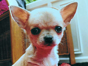 Supporting image for story: Owners heartbroken as Chihuahua put down after savage attack by Staffie