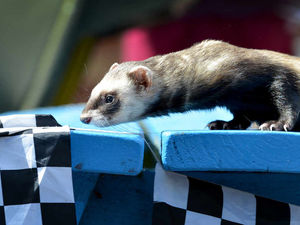 Supporting image for story: Fast and furry ferrets in the starting blocks