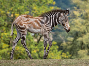 Supporting image for story: Second baby Grévy’s zebra born at West Midlands Safari Park