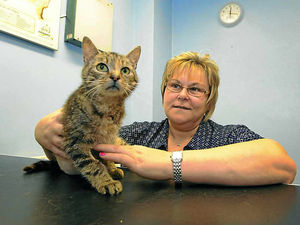 Supporting image for story: Cats need rehoming after owner dumped pregnant tabby in rain