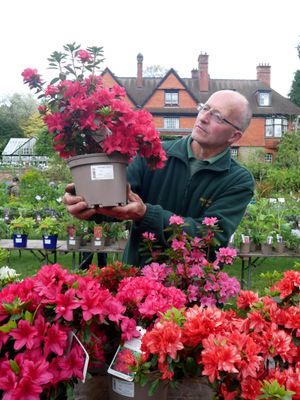 Hergest Croft’s head gardener Stephen Lloyd checks over a beautiful azalea at the plant fair