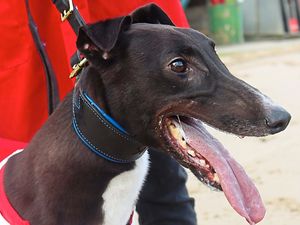 Supporting image for story: Links Maverick could claim second top level victory in Winter Derby