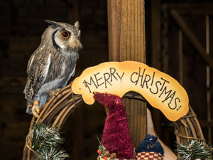 Supporting image for story: Santa, owls and goats: Kington farm park holds Christmas Lights with the Animals events in December