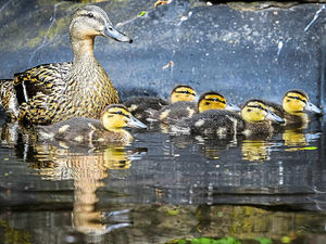 Supporting image for story: Telford garden's guests are quackers