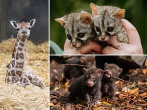 Supporting image for story: Adorable arrivals: 29 pictures of baby animals that stole the show at our zoos this year