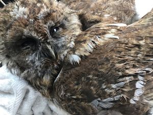Supporting image for story: Owl rescued from Great Wyrley chimney