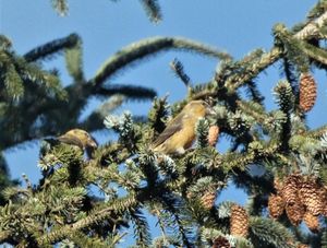 Supporting image for story: Tweet in store for bird lovers in south Shropshire