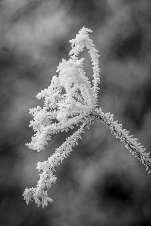 Ice Crystals - Janet Richardson