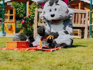 Supporting image for story: Afternoon Tea and Teddy Bears' Picnic in the company of cats