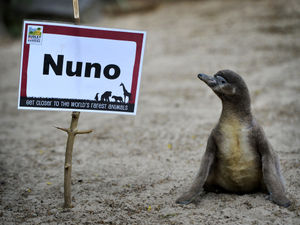 Supporting image for story: Dudley Zoo's baby penguin named after Wolves boss Nuno