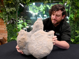 Supporting image for story: Telford zoo owner unearths 130m year old dinosaur footprint 