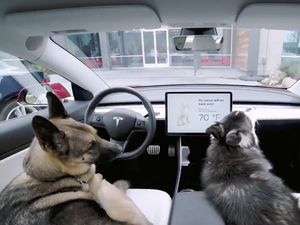 Supporting image for story: Elon Musk: Tesla ‘fixing’ reported fault with pet cooling system