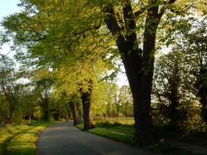 Supporting image for story: Phil Gillam: Avenue of memories
