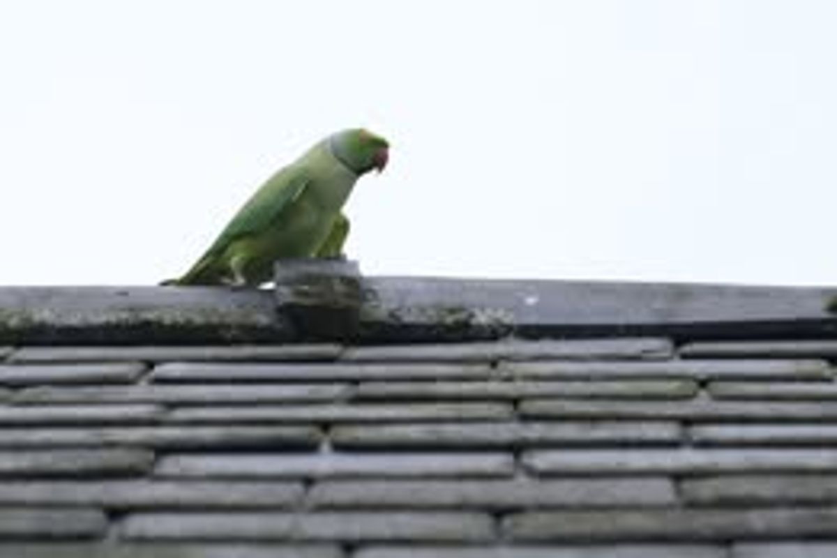 Lets squawk about parakeets: Your most colourful images as parakeets continue to be spotted around Shropshire