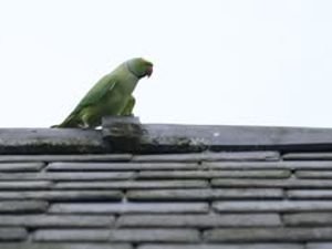 Supporting image for story: Let's squawk about parakeets: Your most colourful images as parakeets continue to be spotted around Shropshire